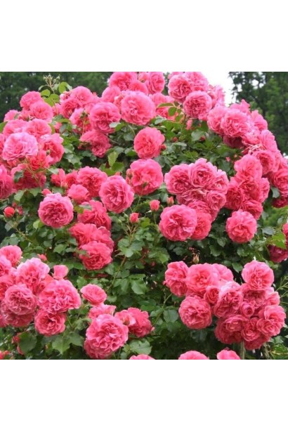 Троянда плетиста Розаріум Ютерсен опис